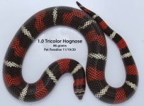 tricolorhog.jpg
