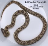 pinellas2.jpg