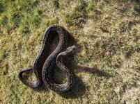 Argentine Boa Male (Sire).jpg