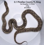 pinellas3.jpg