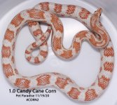 candycane.jpg