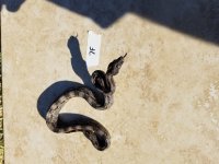 Argentine Boa 7F.jpg