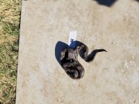 Argentine Boa 11F.jpg