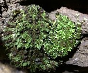 mossy1.jpg