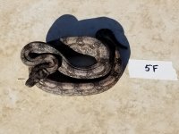Argentine Boa 5F.jpg