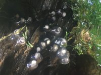 mossy4.jpg