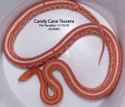 candycanetessera.jpg
