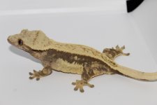 C301F4BA-2B5B-4242-9C7E-0AD6031FE6DD.jpg