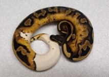 thumbnail (49).jpg