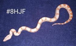 #8HJFc.jpg