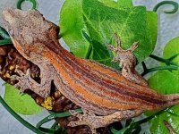 #72020GR-A, 11g, Female - Copy.jpg