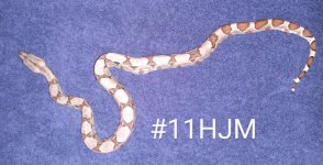 #11HJMb.jpg