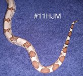 #11HJMc.jpg