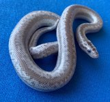 anerypitown3  male (2).jpg