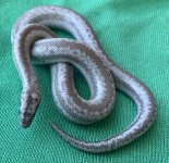 anerypitwon3b  male.jpg