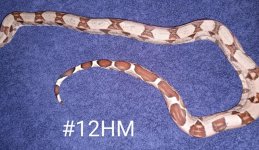 #12HMc.jpg