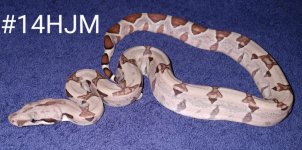 #14HJMc.jpg