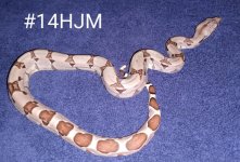 #14HJMa.jpg
