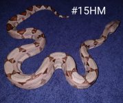 #15HJMa.jpg