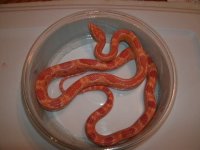 Amel Motley Corn female proven CBB2016 Pic 1.JPG