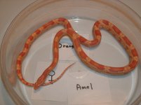 Resize Amel Orange Cornsnake subadult female 1.jpg