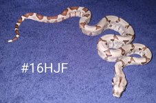 #16HJFc.jpg