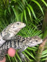 Smurfy x xena 2020 hatchling 1.jpg