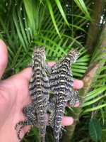 Smurfy x xena 2020 hatchling 2.jpg