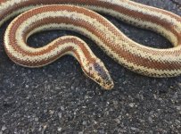 pv mtns male 17 close up.jpg