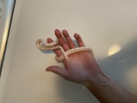 Hand and herp.jpg