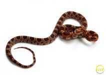 CornSnakeM3-1.jpg