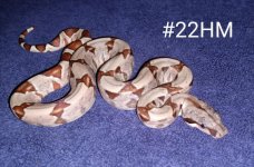 #22HMd.jpg