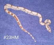 #23HMd.jpg