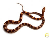 CornSnakeM4-1.jpg