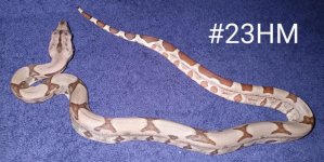 #23HMa.jpg