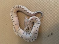 SCALELESSPIN.jpg