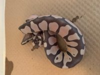 SCALELESS.jpg