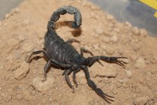 Parabuthus Villosus Female 1.jpg