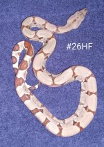 #26HFc.jpg