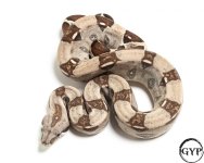 201106SterlingBoa72gF1-1.jpg