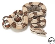 201106SterlingBoa72gF1-2.jpg