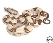 201106SterlingBoa72gF1-3.jpg