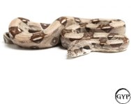 201106SterlingBoa72gF1-4.jpg