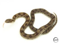 PrairieKingM1.jpg