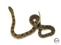 PrairieKingM4.jpg