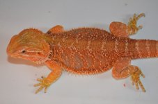 DSC_0531.jpg