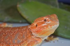 DSC_0540.jpg