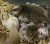 ask.jpg