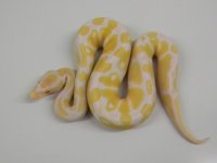 2010-11-08 2010 new balls_00179.jpg