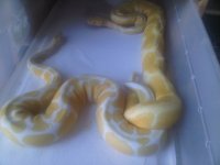 Albino x Albino2.jpg